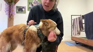 Embark Dog Harness Review | Keeping your dog safe