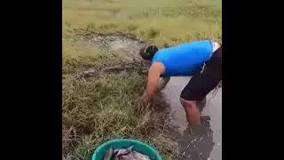 Fish Trap Using Clay Pot #CatchAndCook  #Fishing #FishTrap