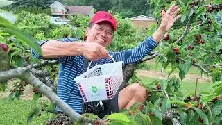 Niagara June 2023 - Cherry Picking