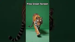 Prowling Tiger Green Screen Video Effect VFX