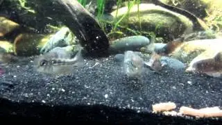 FEEDING RARE FISH - Crenicara punctulatum ('Checkerboard' Cichlid) Hungry fish