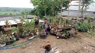 Di Obral‼️ bahan bonsai bolang sendiri 0812 9433 0009 mz jumain