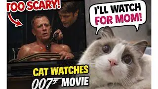 Cat's Reactions Watching 007 Movie | Human is afraid to watch scary scenes so cat watches for her