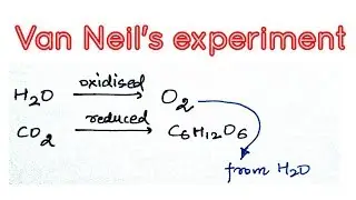Van Neil's experiment and his contribution in photosynthesis.