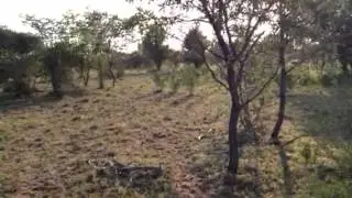 High Density Grazing