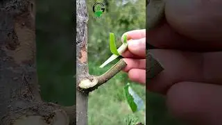 New grafting technology | Grafting plants modern agriculture techniques #grafting #agriculture #diy