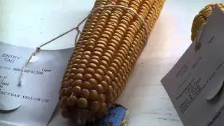 Dented Ear of Corn, Will County Fair