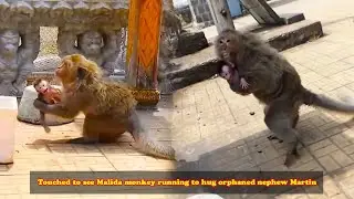 Touched to see Malida monkey running to hug orphaned nephew Martin 😊