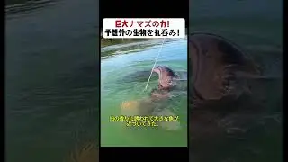 巨大ナマズの力！ 予想外の生物を丸呑み！ #アマゾン川 #釣りチャレンジ #巨大ナマズ #大物釣り #驚愕シーン