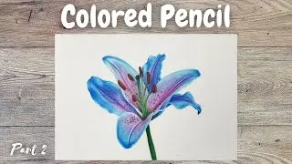 Botanical Drawing With Colored Pencils Tutorial Part 2