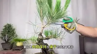 黑松什么时候切芽如何切芽？以及切芽后如何管理？赶紧看看