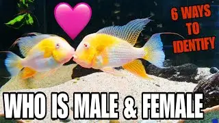 6 Ways To Identify Male And Female In Albino Heckelii