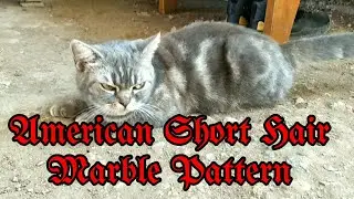#americanshorthair l #marblepattern l #TALKINGCAT l saying 