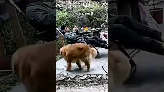 Human Pays the Price When Dog Brings Home Stick With Wasp Nest