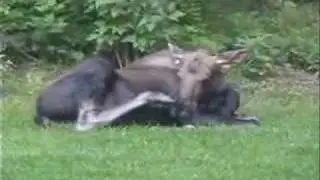 Alaska: Cow & Calf Moose