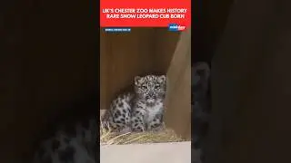 Rare Snow Leopard Cub Born At Chester Zoo For The First Time In 94 Years #shorts #viral #uk