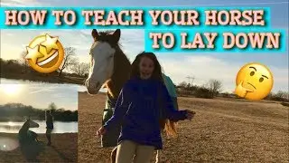 HOW TO TEACH YOUR HORSE TO LAY DOWN!