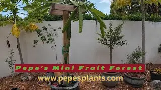 🥭🥭🥭Pepe's Mini Fruit Forest Tour Part 1🍋🍋🍋