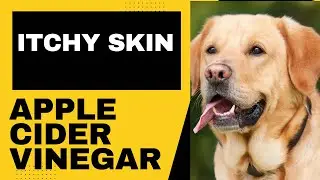 HOW TO USE APPLE CIDER VINEGAR TO SOOTHE YOUR DOGS ITCHY SKIN