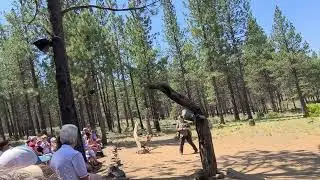 Aplomado Falcon Flights Bird of Prey Encounter at High Desert Museum Bend Oregon