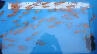 kohaku ready for selection