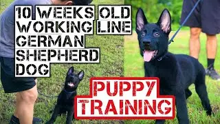 ATOM @ 10 WEEKS | WORKING LINE GERMAN SHEPHERD