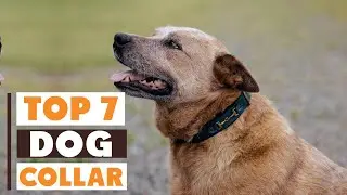 Best 7 Dog Collars for Every Breed in 2025 &ndash; Must-Have Picks!