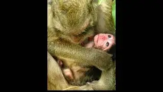 Old Mommy Monkey Takes The Best Care Of Baby 8 #animallife #babymonkeys #monkeysr #animals