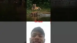 Crocodile Attacks Tiger Cub | Brave Tiger Fights to Save Her Baby🐅🐊#TigerVsCrocodile#Wildlife