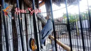 BURUNG KUTILANG SUTRA ABU-ABU GACOR TELER FULL ISIAN