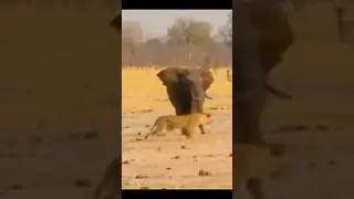 Elephant vs Lion#sortsbideo #trendingsort #yutubeshorts #vaeralsort #sortsfeed #vilogshort #hailait
