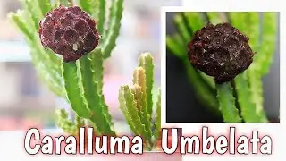 TANAMAN HIAS CARALLUMA UMBELATA ( KAKTUS AND SUCCULENT PLANT CARE )