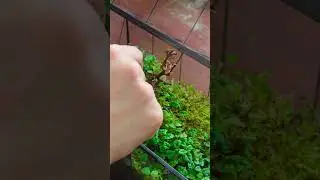 Follow-up video: creeping figs and moss #terrariums  #moss