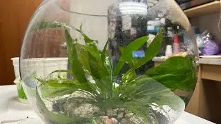 Moving Our Amazon Sword 🌱 | From 10-Gallon Tank to Fishbowl Setup #fishkeepinghobby #aquarium #fish