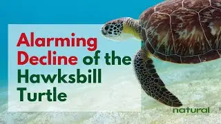 Alarming Decline of the Hawksbill Turtle