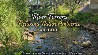River Torrens Relaxing Nature Ambience: 2 Hours of Water Sounds and Australian Wildlife for Sleep