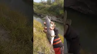 hasil mancing hari ini di sungai blater jember jackpot melem monto #nutulmelem #shorts