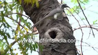 Grey Indian Hornbill, Common Myna in tactical turf war over nesting tree trunk