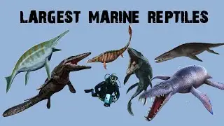 10 крупнейших морских рептилий, когда-либо зарегистрированных