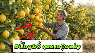 EP 368 : Đây là cách làm cho 