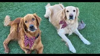 Henry and Toby- Two fun, lovable golden retrievers wishing you a great day!