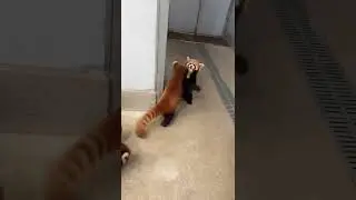 Red panda cubs fighting