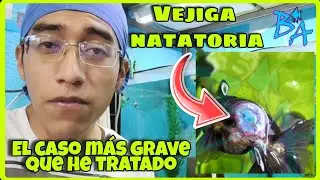 Vejiga natatoria, caso grave en un pez de acuario