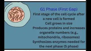 Cell cycle(interphase stages|G1,s,G2 explained|easy explanation 
