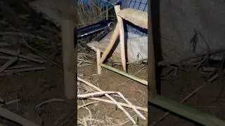 Make a snake trap #shorts #bushcraft #outdoor #survival #viralvideo #camping #skills #bamboo #forest