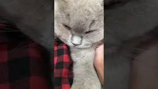 Kirby - British Shorthair Purring Motor
