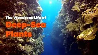 How do deep sea plants perform photosynthesis