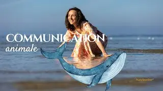 Communication animale | Rencontre avec les baleines 🐋