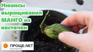 Высаживаю проросшее манго в грунт - выбор горшка, грунт, стимулятор корнеобразования Радифарм 👍👍👍