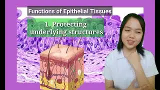 Epithelial Tissue (Classification and Functions)